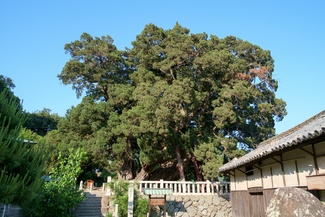 小豆島霊場宝生院にあるシンパクの巨木
